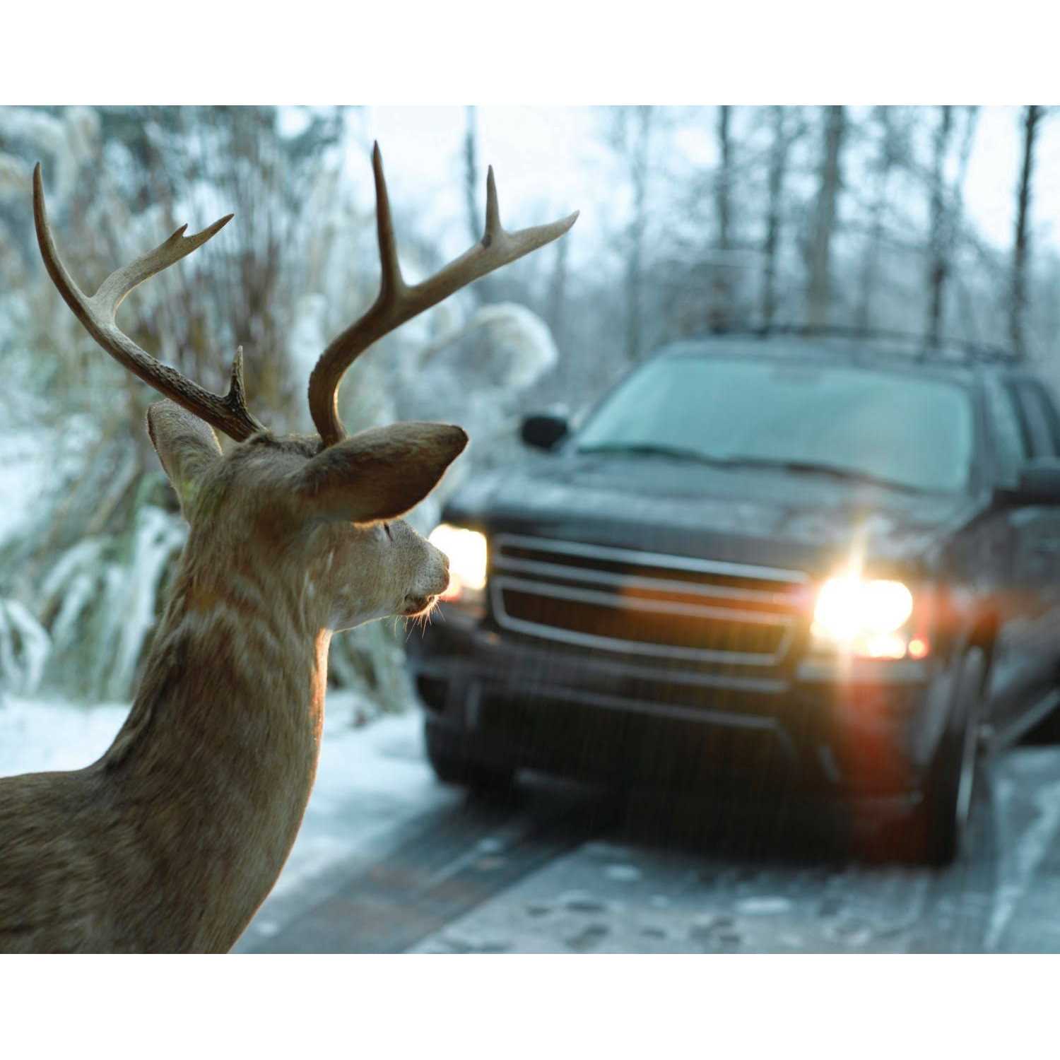 Bell Automotive Black Deer Warning - Image 3