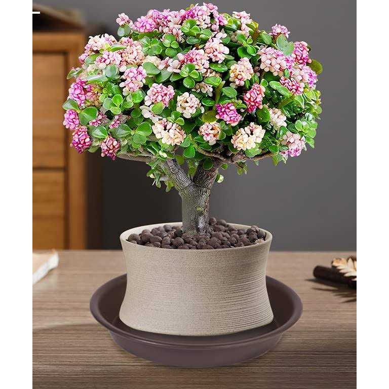 Angde 6 Pack Plant Saucer Plant Round - Image 4