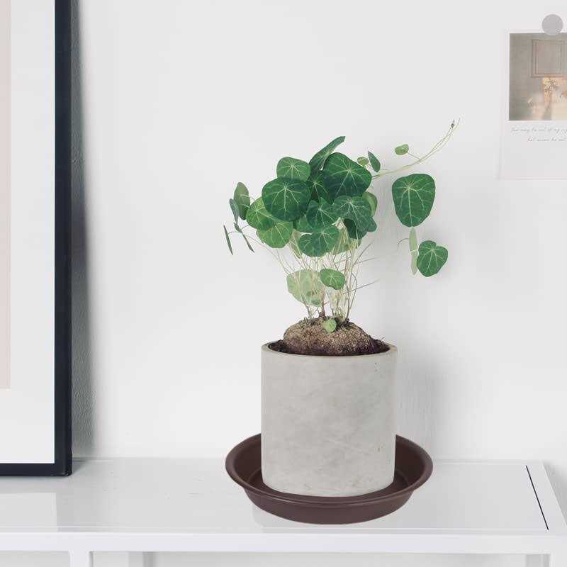 Angde 6 Pack Plant Saucer Plant Round - Image 5